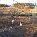 소망애견 이미지