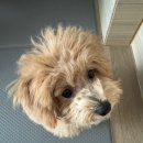 신제주동물약국 | 제주에서 넥스가드 구입