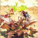 갈현농장 이미지