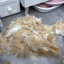 냥이를 사랑하는 멍멍이 이미지