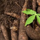 그랜드마스터카 이미지