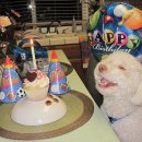 생일이개 이미지