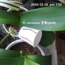 울 지기님표, 밍크붓꽃 (털군자란,Haemanthus) ; 파종일지입니다. 이미지