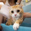 목욕하는 고양이 이미지