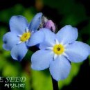 물망초forgetmenot 이미지