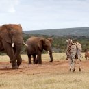 TEAM WILD WOLF 이미지