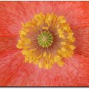 개양귀비꽃(꽃양귀비, 포피)의 전설 이미지