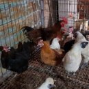 장풍식당 이미지