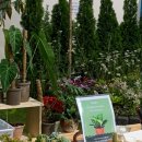 반려식물 다육토분 이미지