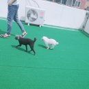 러블리펫텔 이미지