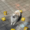 맛있개 건강하개 | 강아지 사료 안 먹을 때 해결법 습식사료 건강하개 건강한끼