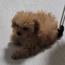 김올가 이미지