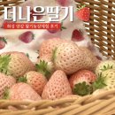 양감농장 | [리뷰] 화성 딸기체험농장 '더나은딸기' 하얀딸기 | 가격 | 예약