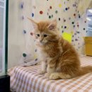 강남고양이분양 러브앤캣 | 고양이분양 신중하게 결정했어요 요미독앤캣 방문후기