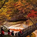 [테마 2025년 10월 18일 토요일 ] 설악산 국립공원 흘림골 개방 단풍 트레킹 안내 이미지