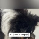 카니코리아 이미지