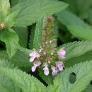 운대2리 이미지