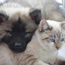 참사랑동물병원 이미지