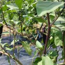 솔티농장 이미지