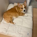 도도 켄넬 이미지