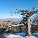 제116차 아산반야산악회 태백산 신년산행 알림 이미지