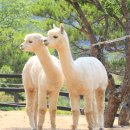 홍천자연랜드 이미지