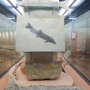 부산해양자연사박물관 이미지