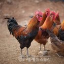 황실 토종닭 이미지