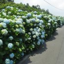 종달리수국길 이미지