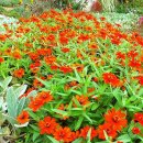 나의 정원 이미지