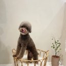모모티디 독 쌀롱 반려견 미용 계림점 이미지