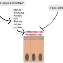 Re: 장내 미생물 식이 단백질 발효 결과... review 이미지