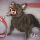 구아이 이미지