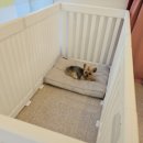 이로애견미용실 이미지