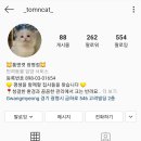 톰앤캣 광명고양이분양 이미지