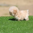 퍼피 비비드 이미지