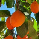 희숙농장 이미지