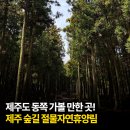 제주도 동쪽 가볼 만한 곳! 제주 숲길 절물자연휴양림