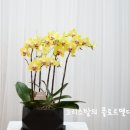 플로르델디아;오늘의꽃