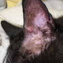 24시 신도림S동물의료센터 이미지