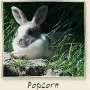 백조농장(1) 이미지