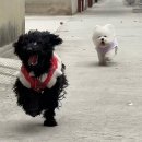 댕댕이# 이미지