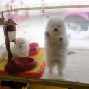 더헤리