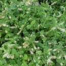 이상한 나라의 밀가루 공장 이미지