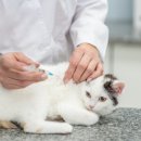 더조은동물병원 이미지