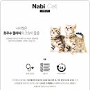 분당고양이분양 나비캣 이미지