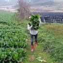 전라도농장 이미지