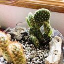 선인장 여관 이미지