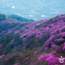 제32회 여수영취산진달래축제 이미지