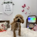 테일러퍼피 | 말티푸 감자 미용 후기 – 테일러퍼피 창원점